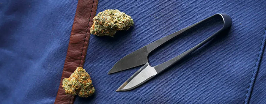 Packaging Process for Cannabis Products